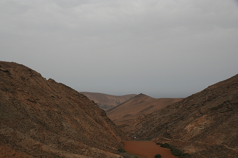 Kanary_2010 115